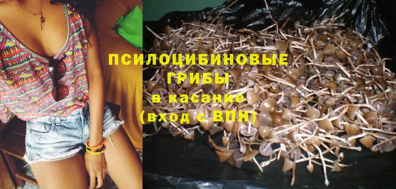 Галлюциногенные грибы Psilocybe  OMG вход  Печора 